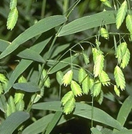 Chasmanthium latifolium geen maat specificatie 0,55L/P9cm - afbeelding 4