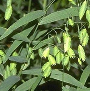 Chasmanthium latifolium geen maat specificatie 0,55L/P9cm - afbeelding 4