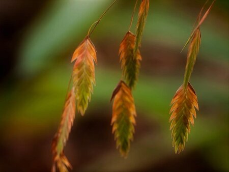 Chasmanthium latifolium geen maat specificatie 0,55L/P9cm - afbeelding 1