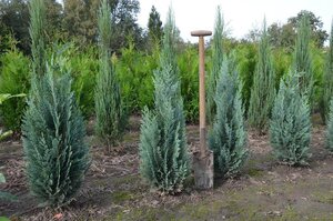 Chamaecyparis l. 'Columnaris' 100-125 cm met kluit - afbeelding 4