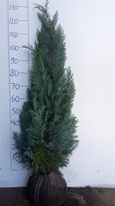 Chamaecyparis l. 'Columnaris' 100-125 cm RB - image 3