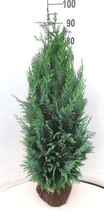 Chamaecyparis l. 'Columnaris' 80-100 cm met kluit - afbeelding 8