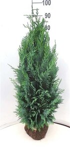Chamaecyparis l. 'Columnaris' 80-100 cm met kluit - afbeelding 3