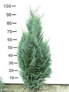 Chamaecyparis l. 'Columnaris' 80-100 cm met kluit - afbeelding 7
