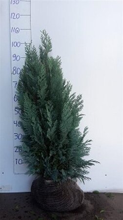 Chamaecyparis l. 'Columnaris' 80-100 cm met kluit - afbeelding 2