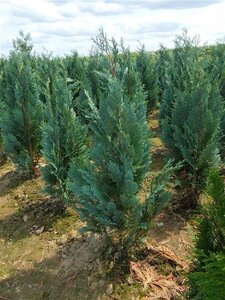 Chamaecyparis l. 'Columnaris' 80-100 cm met kluit - afbeelding 6