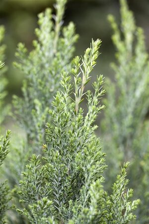 Chamaecyparis l. 'Ellwoodii' geen maat specificatie 0,55L/P9cm
