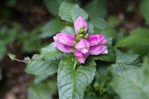 Chelone lyonii 'Hot Lips' geen maat specificatie 0,55L/P9cm