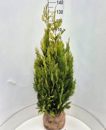 Chamaecyparis l. 'Ivonne' 125-150 cm met kluit - afbeelding 5