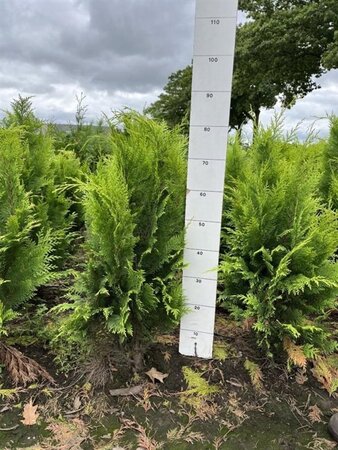 Chamaecyparis l. 'Ivonne' 60-80 cm met kluit - afbeelding 6