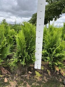 Chamaecyparis l. 'Ivonne' 60-80 cm met kluit - afbeelding 6