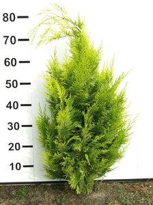 Chamaecyparis l. 'Ivonne' 60-80 cm met kluit - afbeelding 5