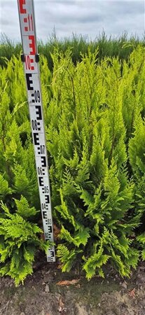 Chamaecyparis l. 'Ivonne' 80-100 cm met kluit - afbeelding 8