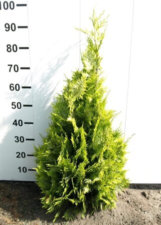 Chamaecyparis l. 'Ivonne' 80-100 cm met kluit - afbeelding 7