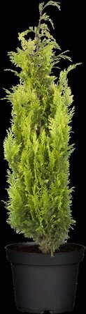 Chamaecyparis l. 'Ivonne' 80-100 cm met kluit - afbeelding 2