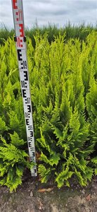 Chamaecyparis l. 'Ivonne' 80-100 cm met kluit - afbeelding 5