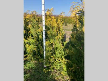 Chamaecyparis l. 'Stardust' 125-150 cm met kluit - afbeelding 2