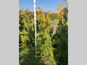 Chamaecyparis l. 'Stardust' 125-150 cm met kluit - afbeelding 2