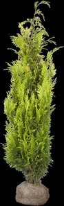 Chamaecyparis l. 'Yvonne' 100-125 cm met kluit - afbeelding 3