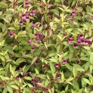 Chelonopsis moschata geen maat specificatie 0,55L/P9cm