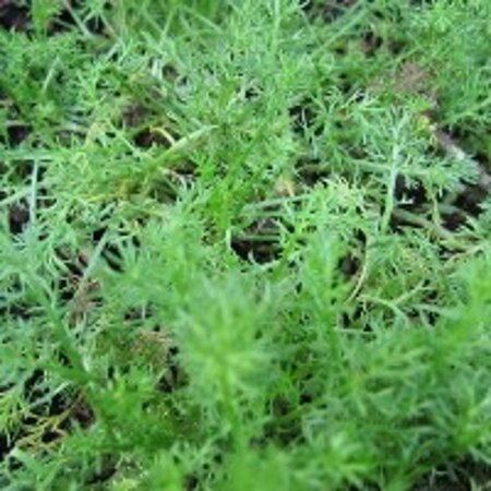 Chamaemelum nobile 'Treneague' geen maat specificatie 0,55L/P9cm