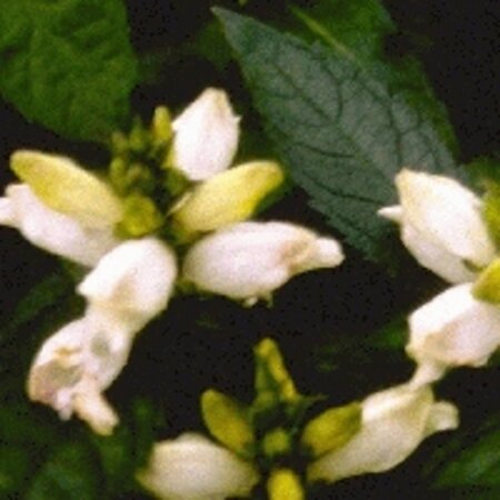 Chelone obliqua 'Alba' geen maat specificatie 0,55L/P9cm - afbeelding 1