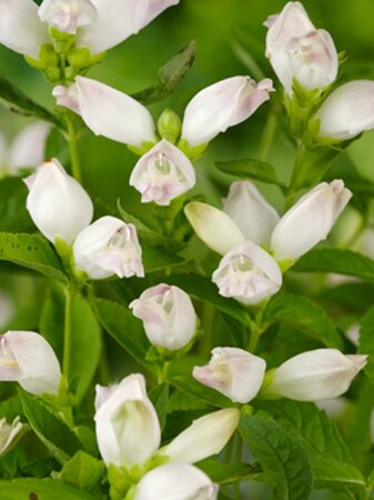Chelone obliqua 'Alba' geen maat specificatie 0,55L/P9cm - afbeelding 2