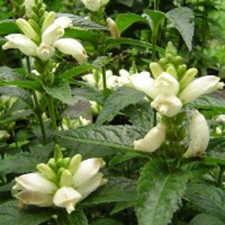 Chelone obliqua 'Alba' geen maat specificatie 0,55L/P9cm - afbeelding 3