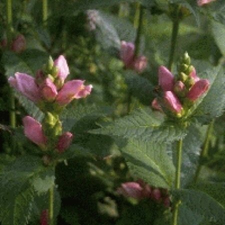 Chelone obliqua geen maat specificatie 0,55L/P9cm - afbeelding 2