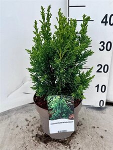 Chamaecyparis o. 'Drath' 20-30 cm cont. 3,0L