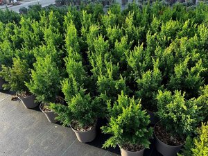Chamaecyparis o. 'Drath' 20-30 cm cont. 3,0L - afbeelding 2
