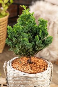 Chamaecyparis o. 'Nana Gracilis' 15-20 cm cont. 3,0L