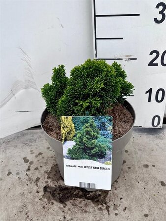 Chamaecyparis o. 'Nana Gracilis' 15-20 cm cont. 3,0L - afbeelding 3