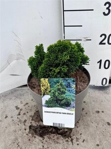 Chamaecyparis o. 'Nana Gracilis' 15-20 cm cont. 3,0L - afbeelding 3