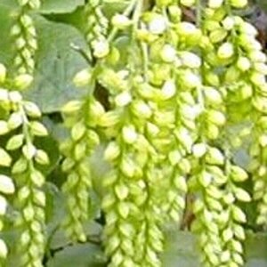 Chiastophyllum oppositifolium geen maat specificatie 0,55L/P9cm - afbeelding 2