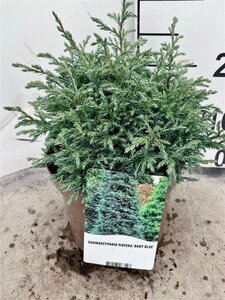 Chamaecyparis p. 'Baby Blue' 25-30 cm cont. 3,0L - afbeelding 5