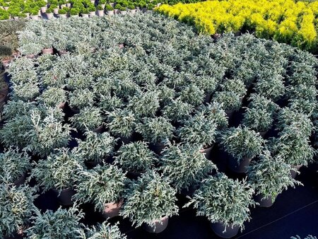 Chamaecyparis p. 'Baby Blue' 25-30 cm cont. 3,0L - afbeelding 6
