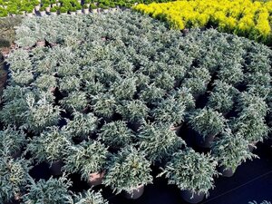 Chamaecyparis p. 'Baby Blue' 25-30 cm cont. 3,0L - afbeelding 6