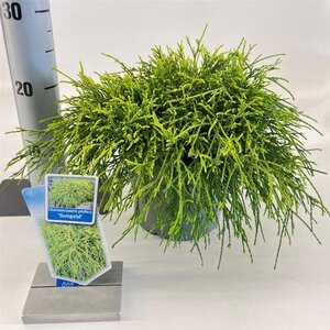 Chamaecyparis p. 'Sungold' 20-25 cm cont. 3,0L - afbeelding 3