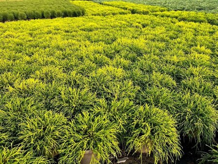 Chamaecyparis p. 'Sungold' 20-25 cm cont. 3,0L - afbeelding 7