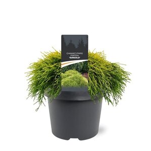 Chamaecyparis p. 'Sungold' 20-25 cm cont. 3,0L - afbeelding 2