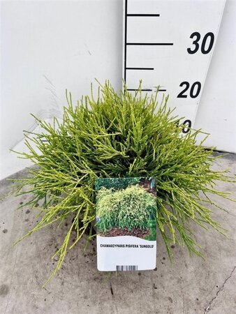 Chamaecyparis p. 'Sungold' 20-25 cm cont. 3,0L - afbeelding 8