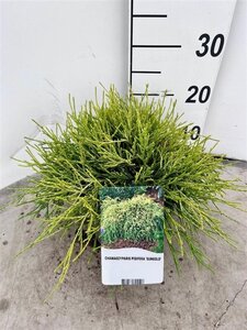 Chamaecyparis p. 'Sungold' 20-25 cm cont. 3,0L - afbeelding 8