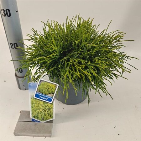 Chamaecyparis p. 'Sungold' 20-25 cm cont. 3,0L - afbeelding 4