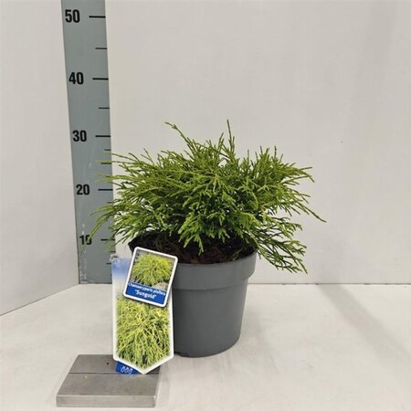 Chamaecyparis p. 'Sungold' 20-25 cm cont. 3,0L - afbeelding 6
