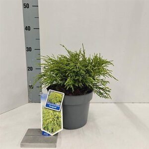 Chamaecyparis p. 'Sungold' 20-25 cm cont. 3,0L - afbeelding 6