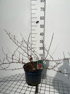 Chaenomeles sup. 'Crimson and Gold' geen maat specificatie cont. 7,5L - afbeelding 2