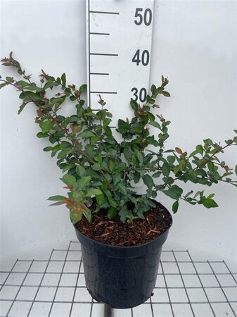 Chaenomeles sup. 'Crimson and Gold' geen maat specificatie cont. 7,5L - afbeelding 1