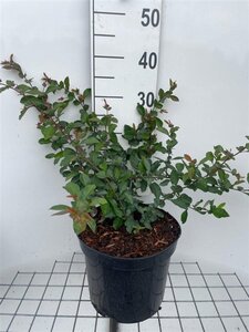 Chaenomeles sup. 'Crimson and Gold' geen maat specificatie cont. 7,5L