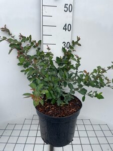 Chaenomeles sup. 'Crimson and Gold' geen maat specificatie cont. 7,5L - afbeelding 2